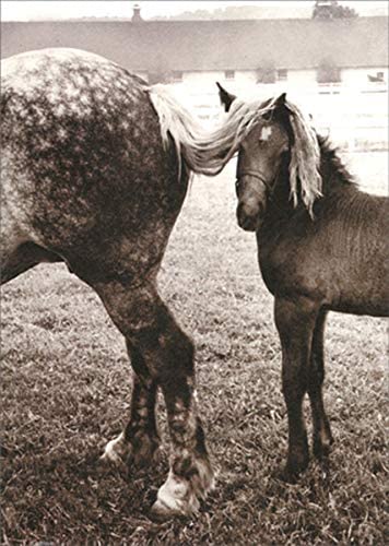 Avanti America Collection Encouragement Card - Foal Under Horses Tail