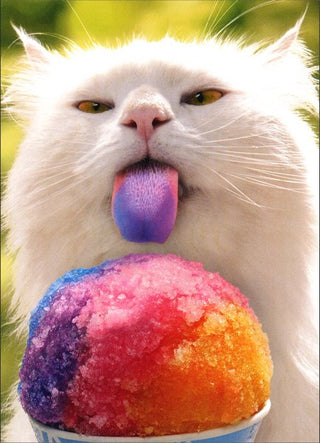 Avanti 'Belated' Birthday Card - Cat Licking Snow Cone