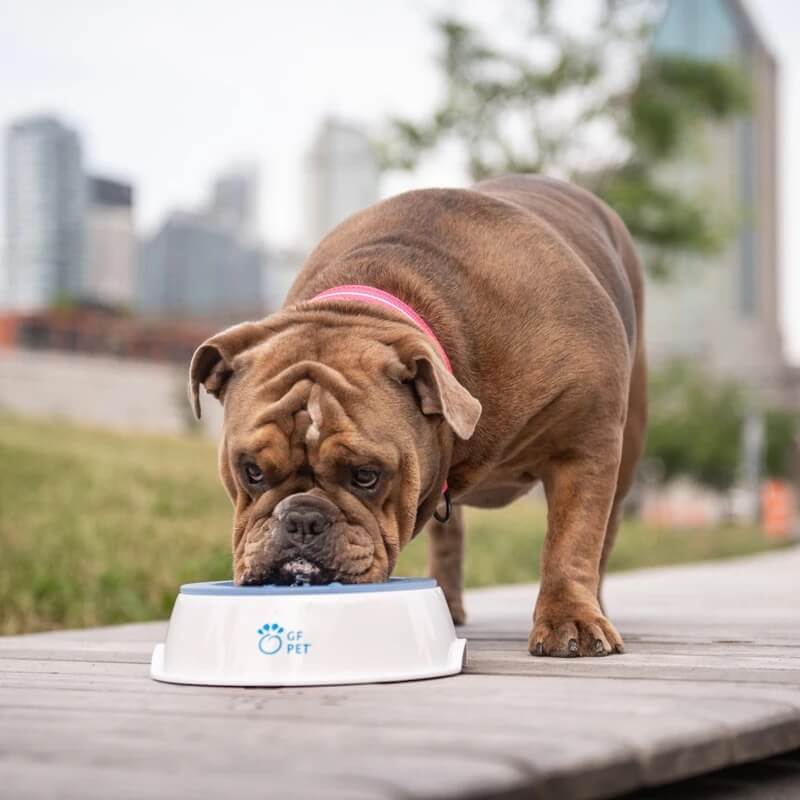 GF Pet Ice Bowl