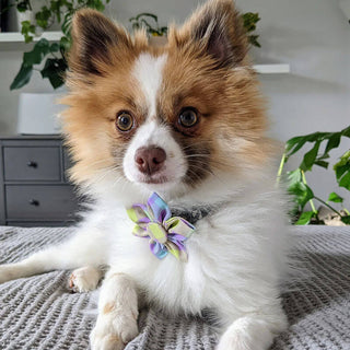 Huxley & Kent Lavender Lemon Check Pinwheel