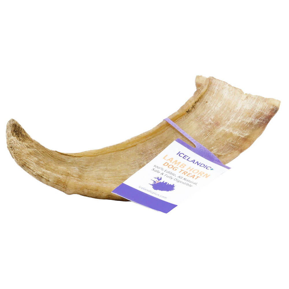Icelandic Lamb Horn