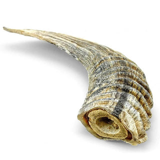 Icelandic+ Small Lamb Horn with Marrow