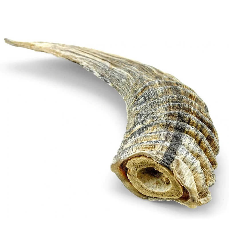 Icelandic+ Small Lamb Horn with Marrow