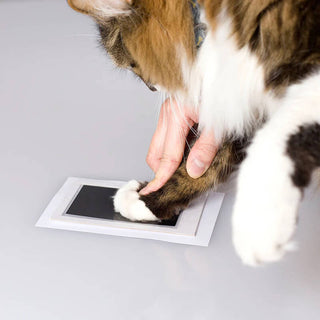 Pearhead Pet Pawprint Clean-Touch Ink Pad