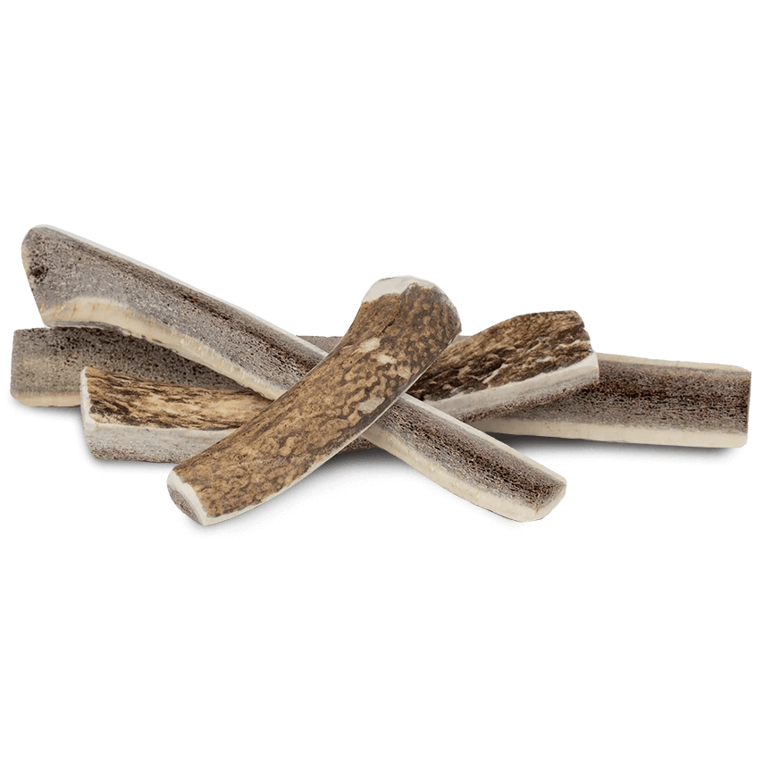Primal Elk Antler