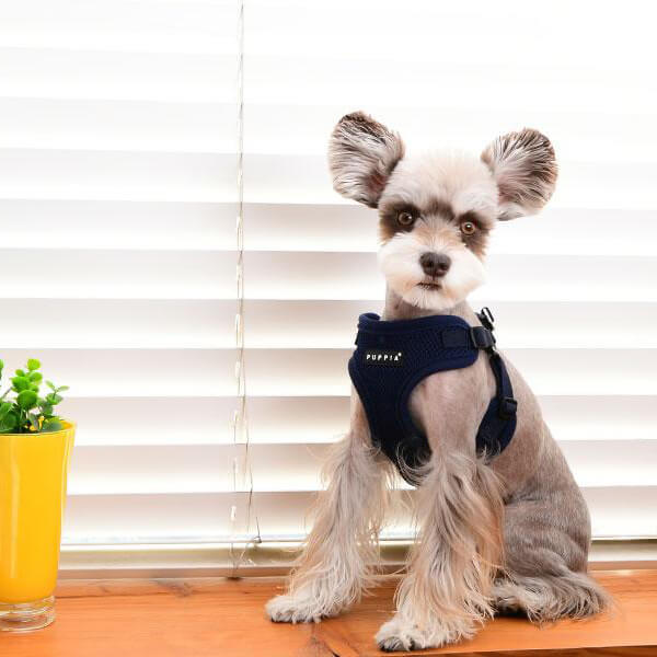 Puppia Soft Harness C on dog