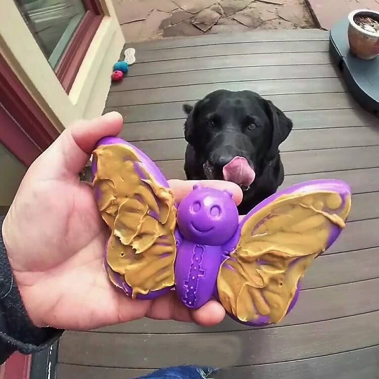 Soda Pup Nylon Purple Butterfly Chew & Enrichment Toy