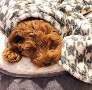 Tall Tails Houndstooth Fleece Blanket
