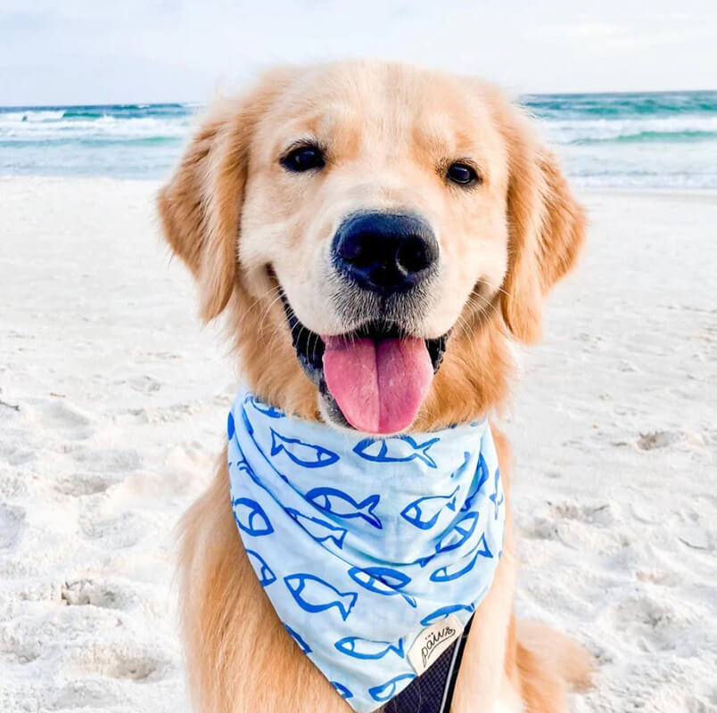 The Paws Bandana - Go Fish