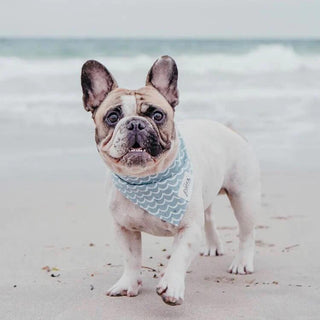 The Paws Bandana - Perfect Wave