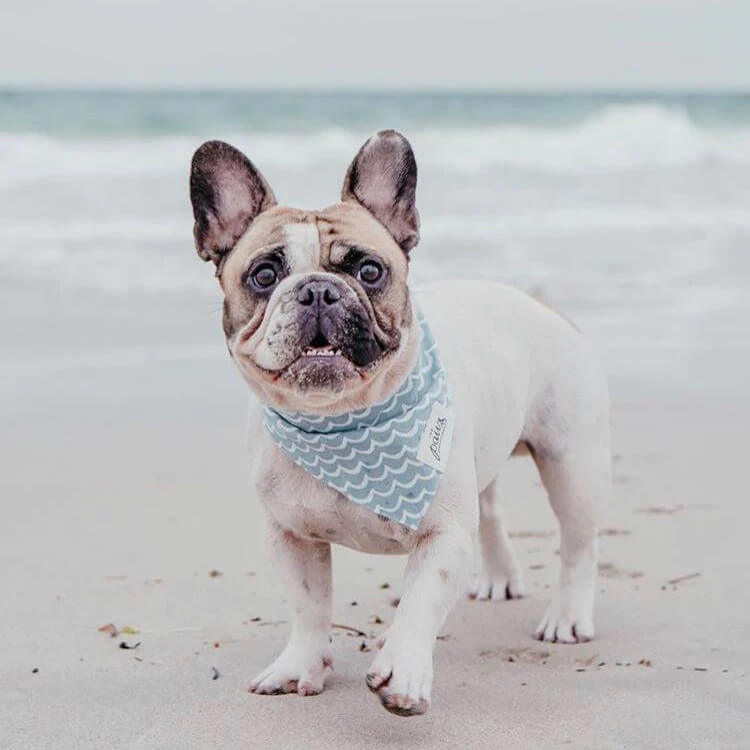 The Paws Bandana - Perfect Wave