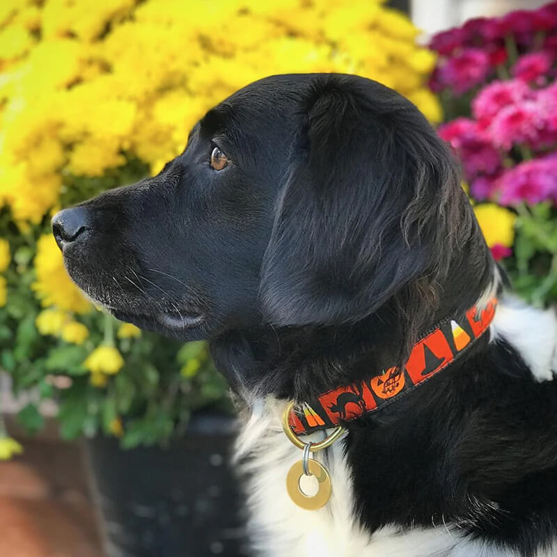 Up Country Halloween Collar